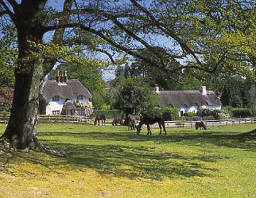 Dr Lars Hansen is based in Lyndhurst in the New Forest, Hampshire.
